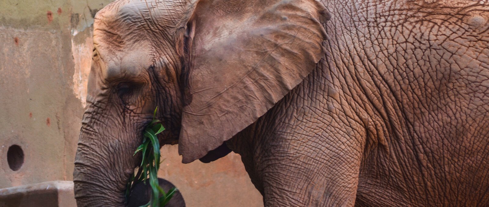 zoológico de são paulo